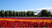 今が見頃の花人の畑