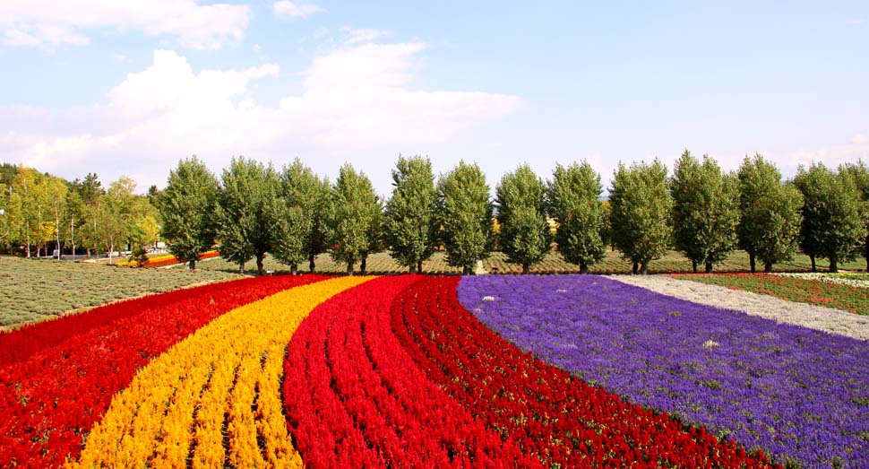 花盛りの花人の畑