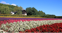 秋晴れの空と元気いっぱいの花々