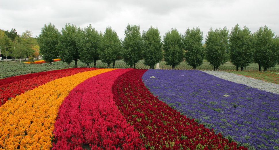 まだまだ見頃の花人の畑