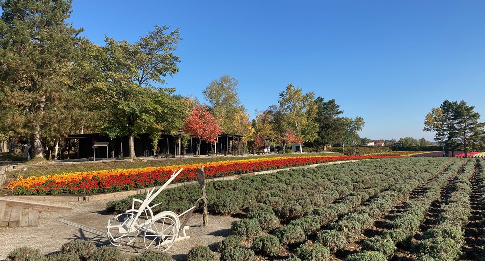 回りの木々の紅葉が進んでいます