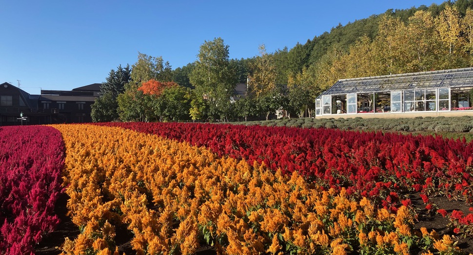 回りの木々の紅葉が進んでいます