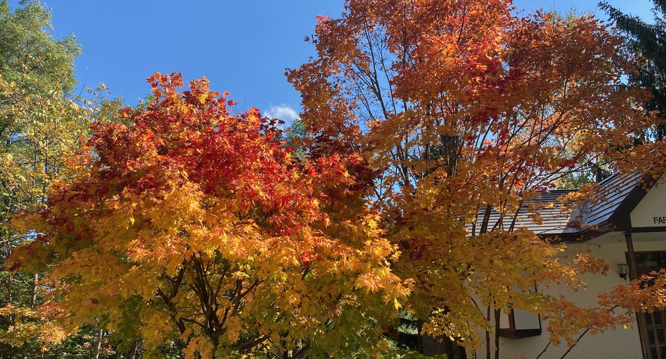 紅葉真っ盛りです