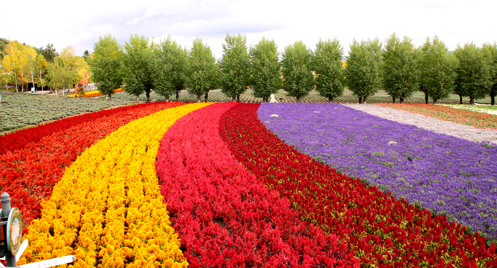 展望デッキから眺める花人の畑