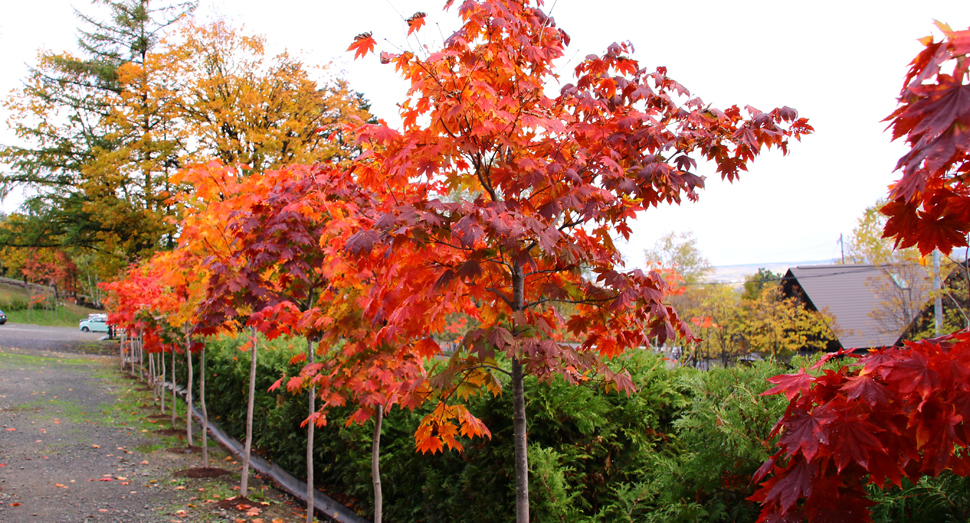 ここ数日で紅葉がかなり進んでいます