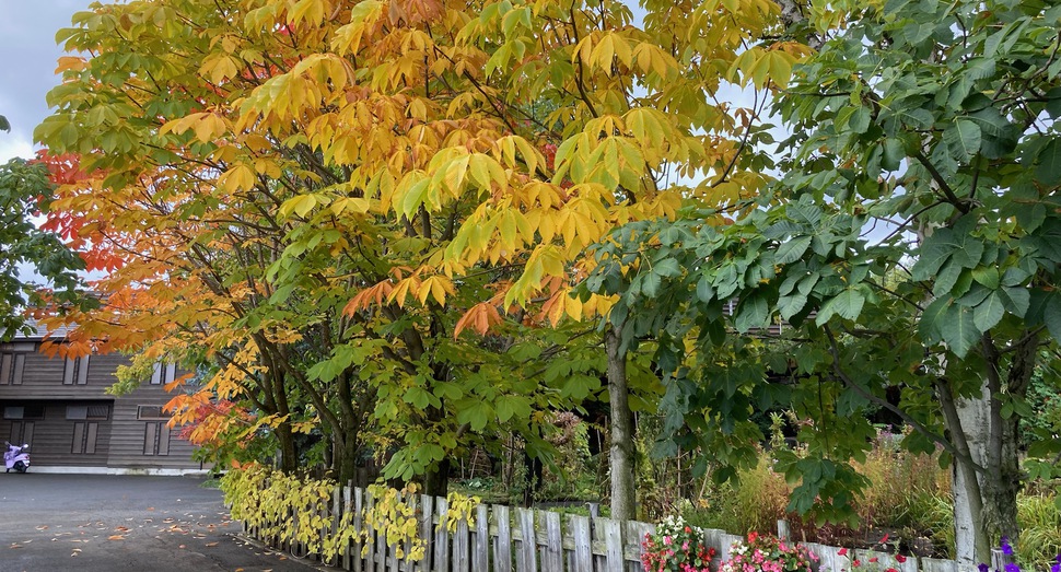 園内の紅葉