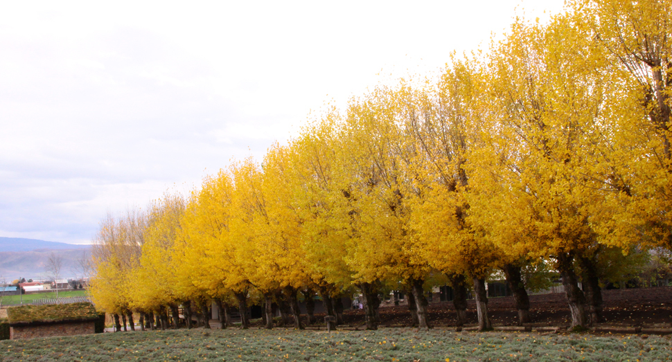 ポプラ並木が真っ黄色に染まっています