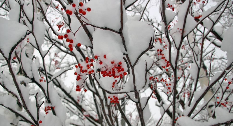 ナナカマドの赤色が雪景色に映えます
