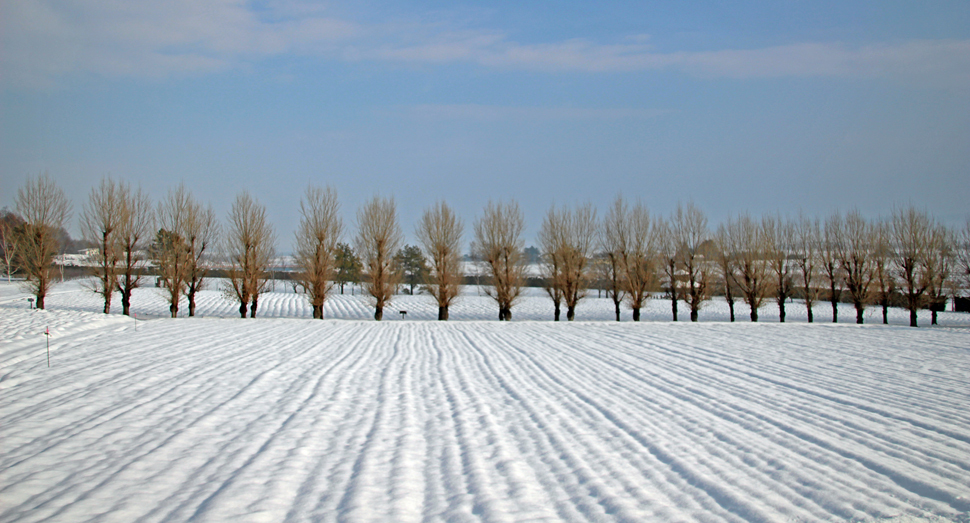 花人の畑にも雪絨毯の模様がついていました