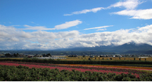 連峰と花畑のパノラマ
