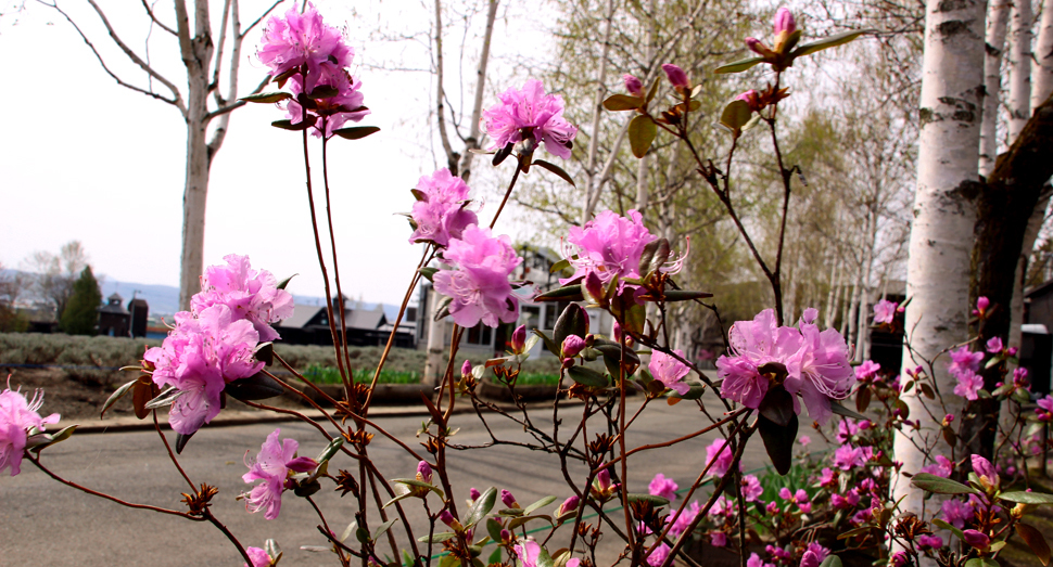 エゾムラサキツツジが開花しました | 園内案内 | 北海道のラベンダー畑