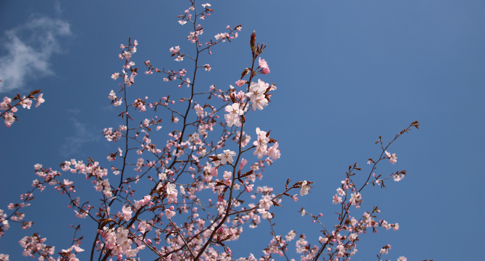 園内の桜が見頃を迎えています