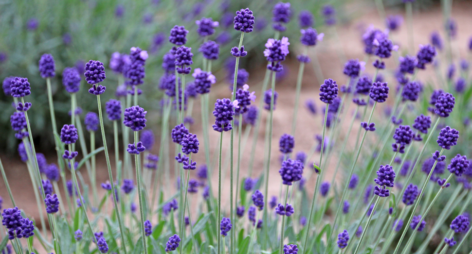 温室では「濃紫早咲」の開花の様子がご覧いただけます