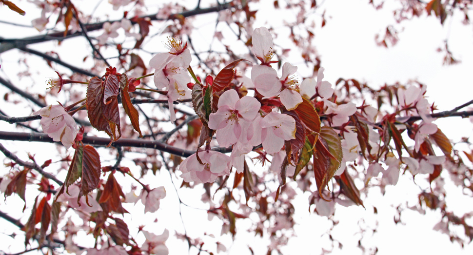 外の桜は葉桜に移りつつありますが･･･