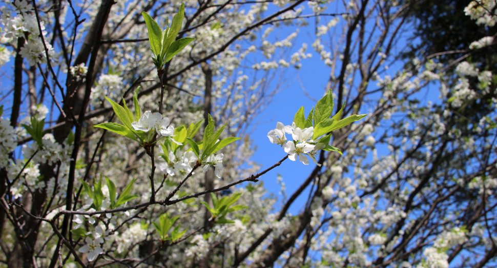 セイヨウナシの花が咲きました