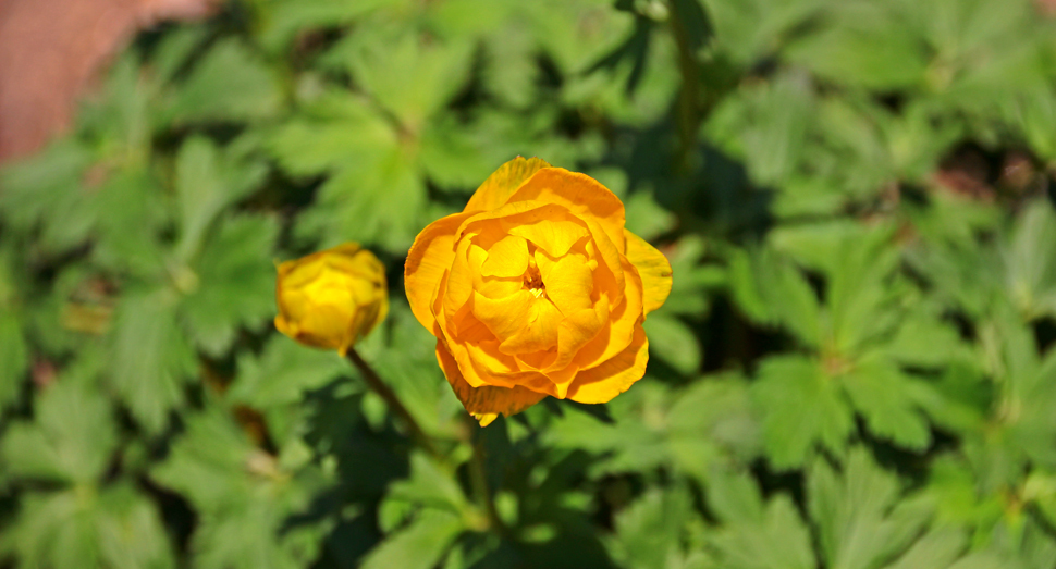 今にも花開きそうです