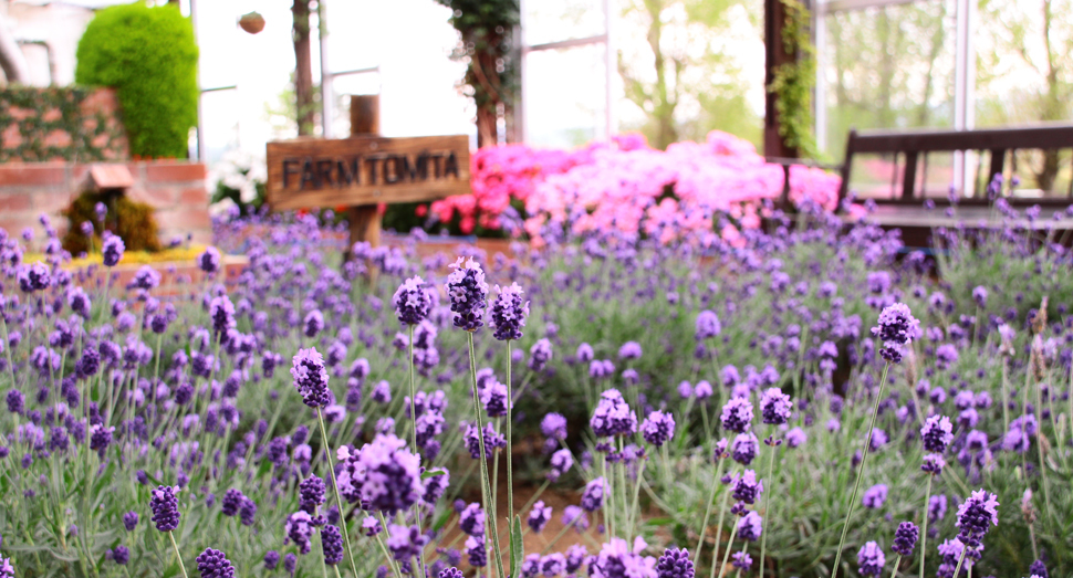 温室のラベンダーが開花してきました