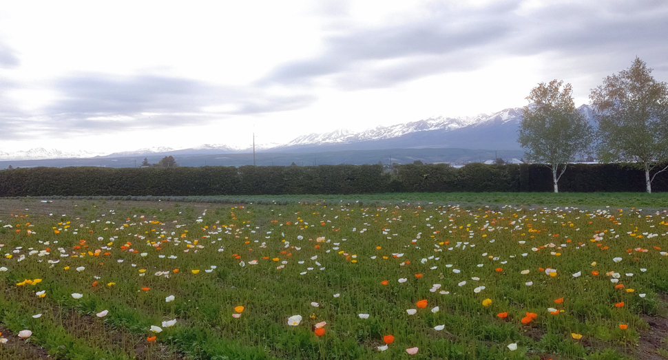 春の彩りの畑のアイスランドポピーがだんだん増えてきています