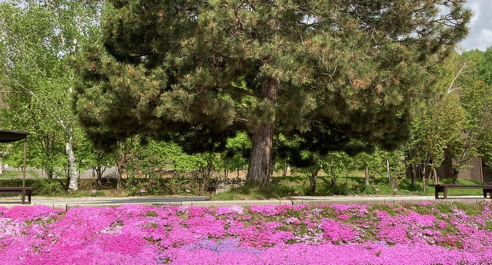 芝桜も見頃です