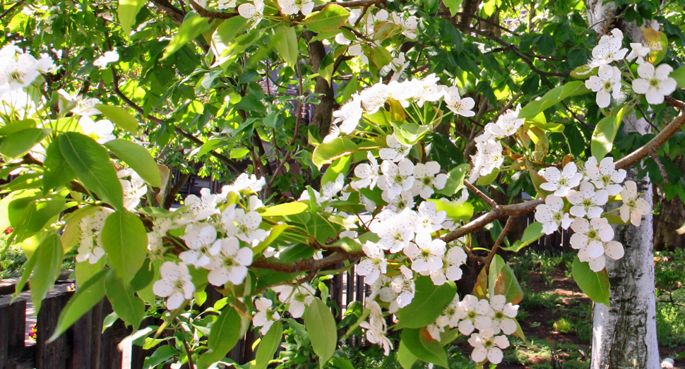 こちらはセイヨウナシの花です