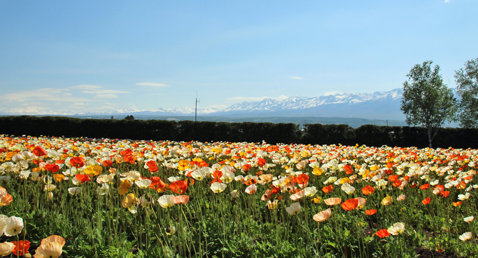 春の彩りの畑のアイスランドポピーも彩り鮮やかになってきました