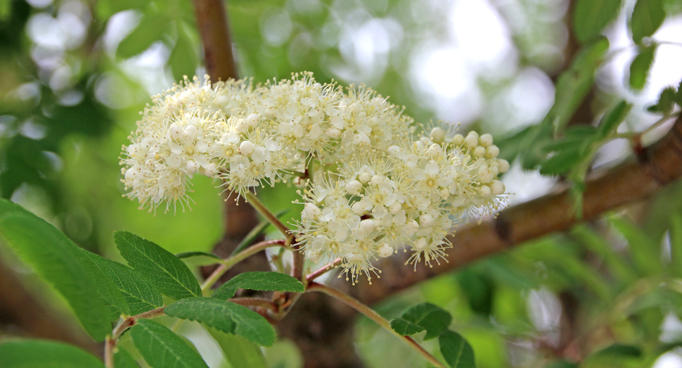 緑葉との対比が美しい｢ナナカマド｣の花