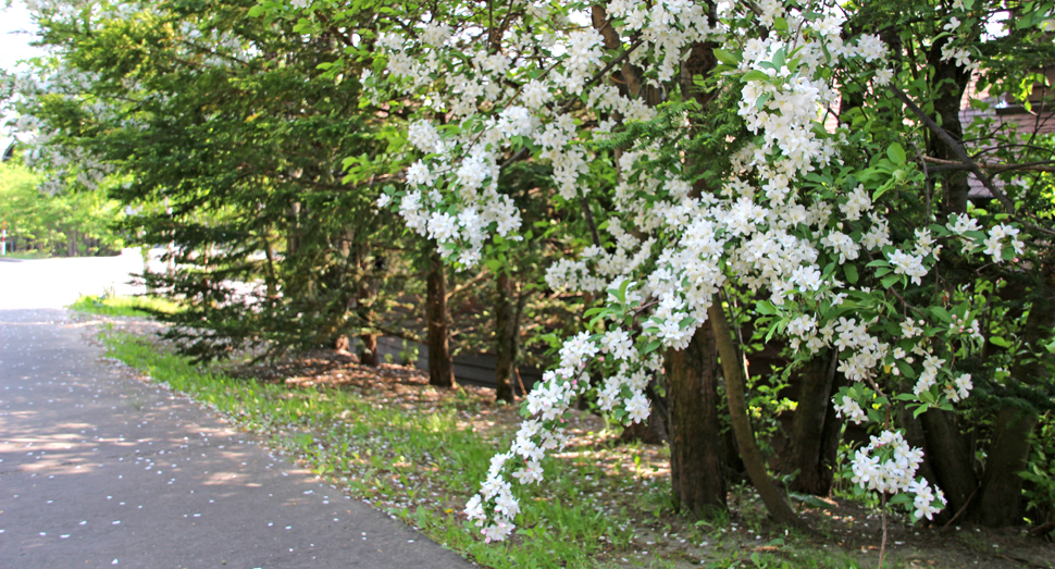 今年はリンゴの花がたくさん咲いています