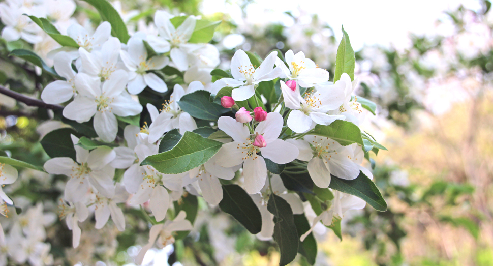 つぼみでも開花しても愛らしいリンゴの花