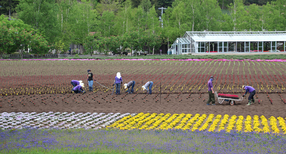 息の合ったチームワークで定植作業を進めていきます