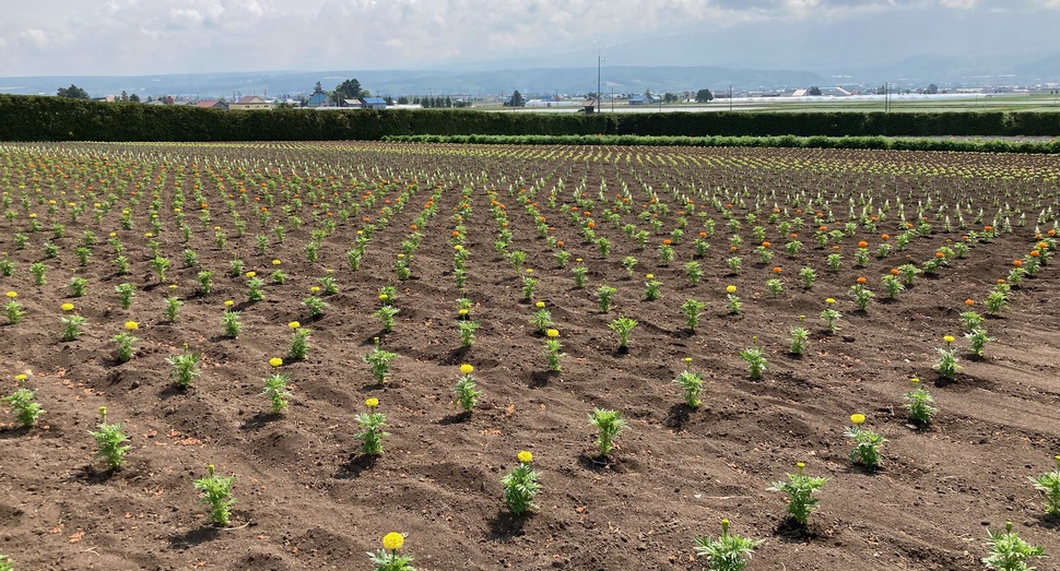 「秋の彩りの畑」定植が終わりました。