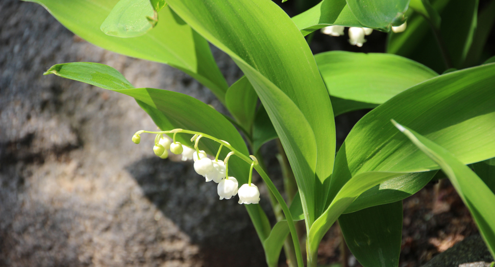 木陰ですずらんが可憐に咲いていました(花の舎前)