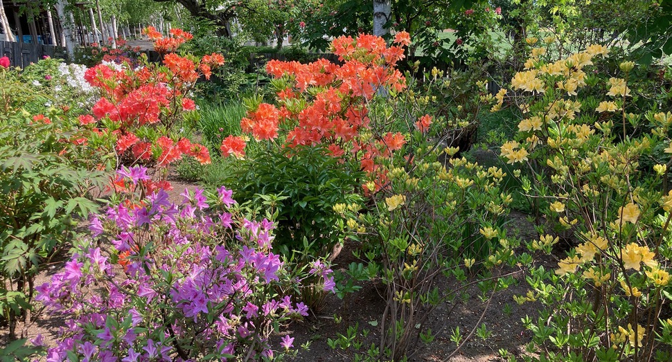 色とりどりのマザーズガーデンの花々