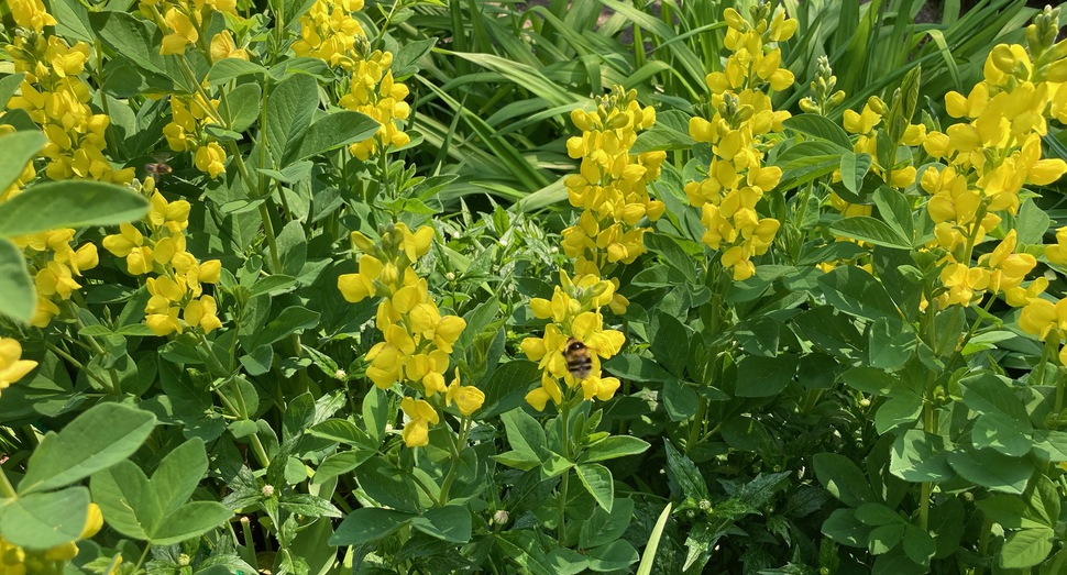 蜂が香りに引き寄せられて