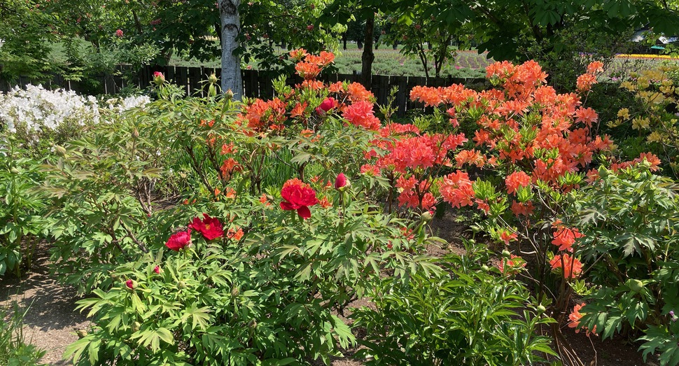 マザーズガーデンの花々