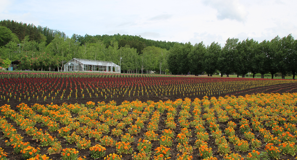 見頃のビオラと先日定植された花達が咲く花人の畑