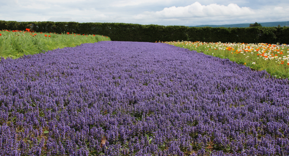 地面を紫色に染める春の彩りの畑のアジュガ