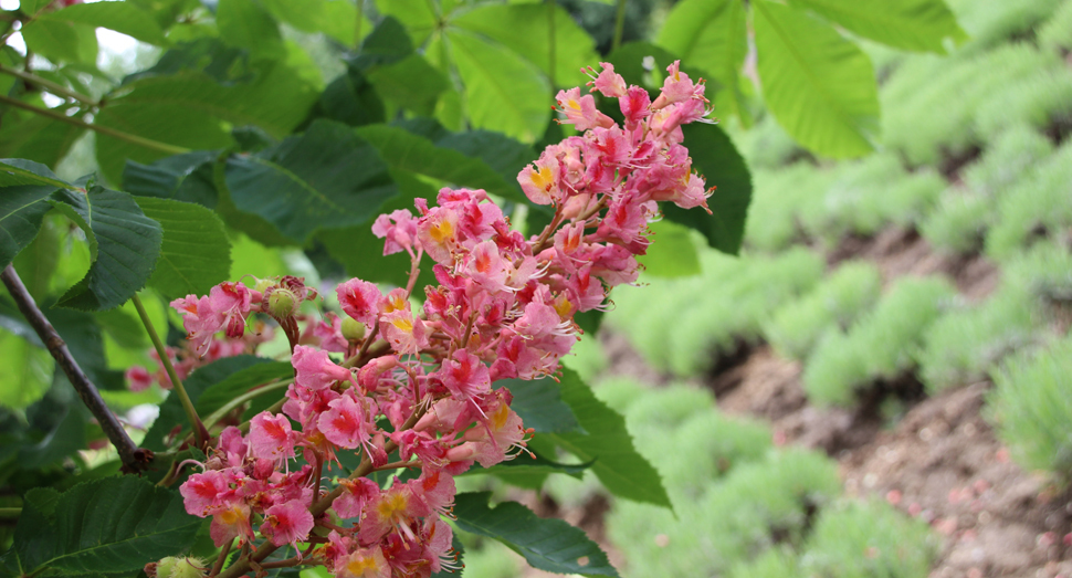 マザーズガーデンの前に咲くベニバナトチノキの花