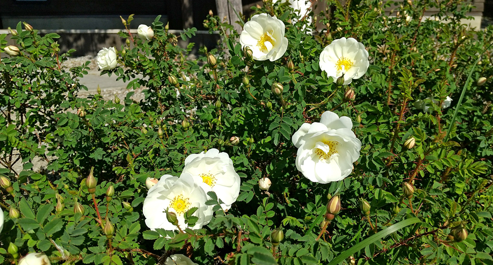 少し小ぶりな花が可愛いハマナスの白花