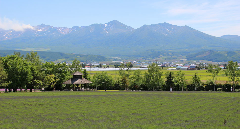 倖の畑の｢濃紫早咲｣の色づきが進んでいます