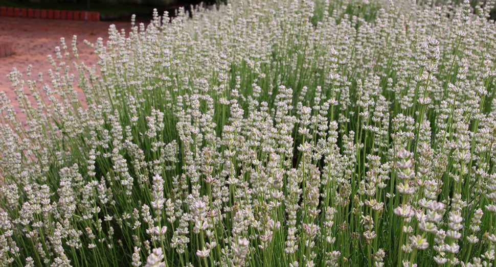 花人ガーデンの白いラベンダー
