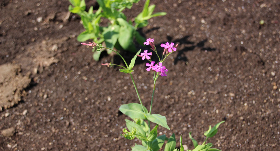 彩りの畑の花々も小さく成長中です