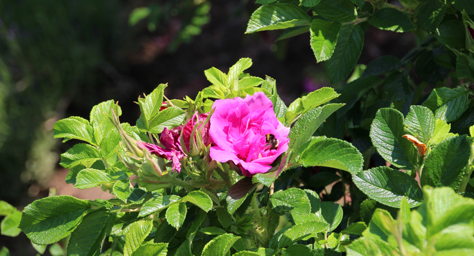 見事なピンク色のハマナスの花