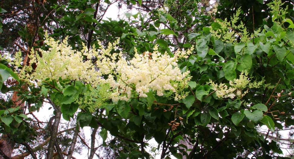 白くて小さなハシドイの花