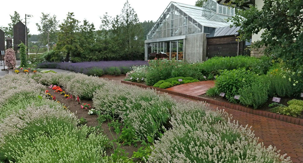 花人ガーデンでは、紫と白のラベンダーをご覧いただけます