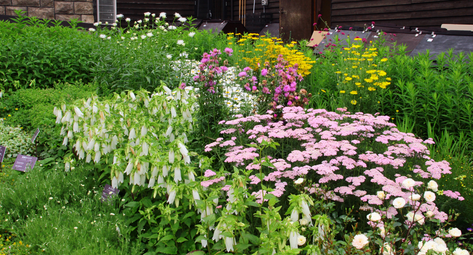 花人ガーデンでは多種多様な花がご覧いただけます