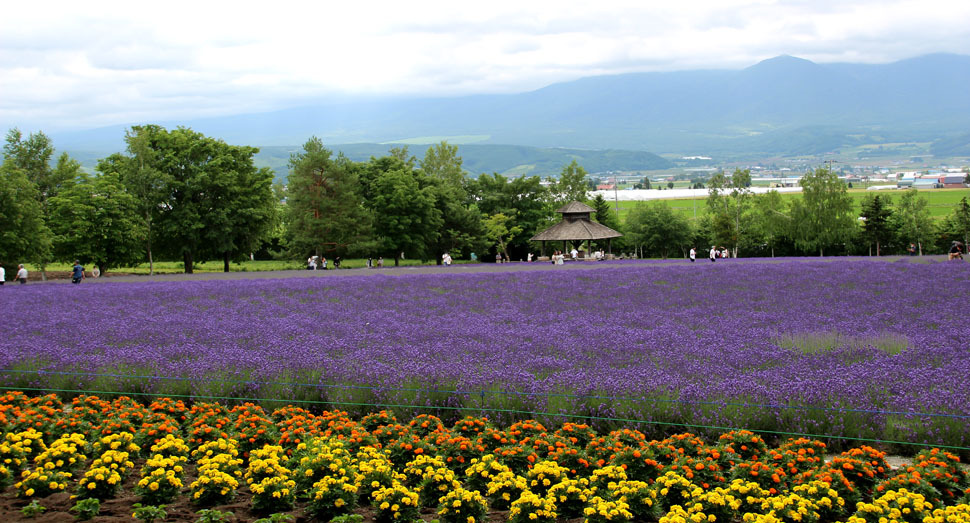 倖の畑では濃紫早咲が花を咲かせています