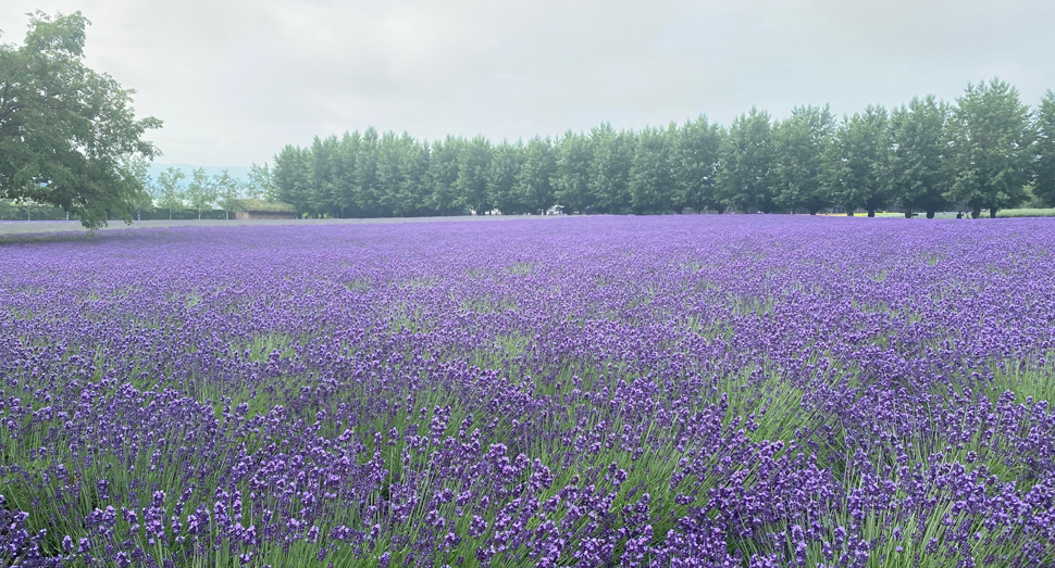 朝の倖の畑