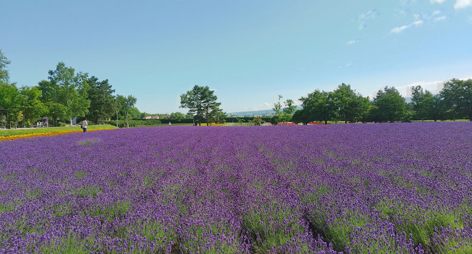 倖の畑が朝の光に輝いていました