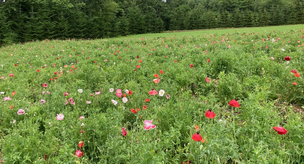 咲き始めた「山の彩りの畑」