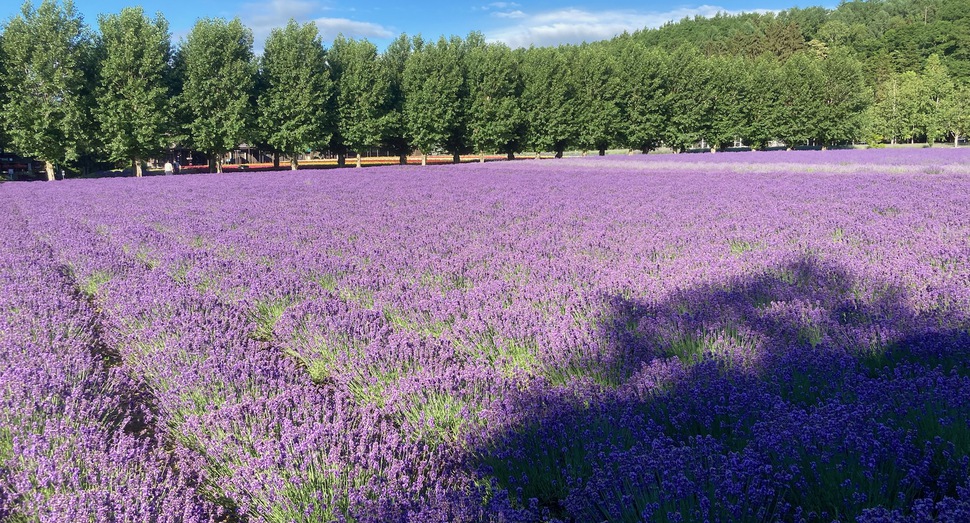 グラデーションの「倖の畑」